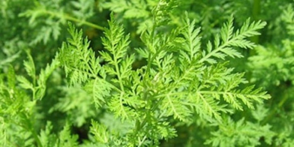 rtemisia is widely studied for its benefits in human and animal health, and its role in environmental sustainability.