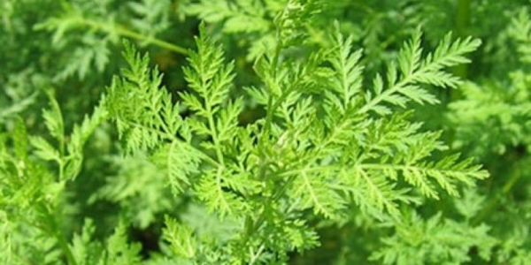 rtemisia is widely studied for its benefits in human and animal health, and its role in environmental sustainability.