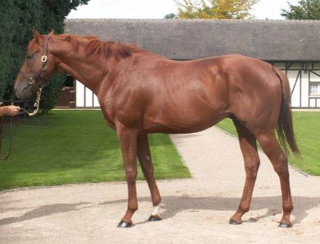 VISINDAR H. ch. 2003 SINNDAR - VISOR