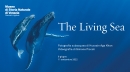 Living Sea Exhibition in Venice July 2022