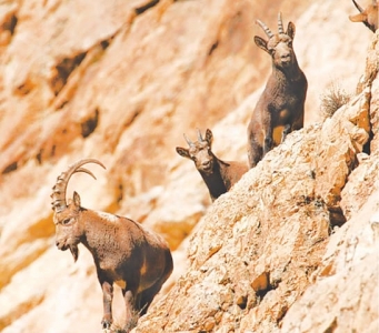 A group of ibex photographed in Gilgit-Baltistan’s Khyber valley.
