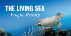 The Living Sea - Fragile Beauty at the Humanities Theatre on Tuesday, May 23 2023