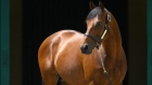 Zarak is one of the most prized young sires in Europe Aga Khan Studs