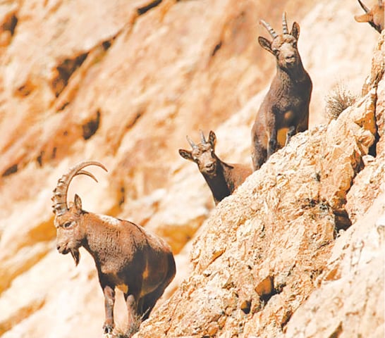 Ibex