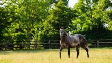 Aga Khan's classy stayer Vazirabad the newest ambassador for French retraining of racehorses charity  2021-08-24