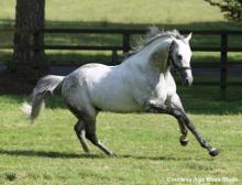 European Horse Of The Year Aga Khan's Dalakhani Dies At Age 21