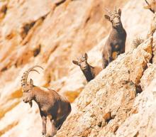 50 Himalayan ibex spotted in rare sighting in Gilgit-Baltistan's Hunza Valley (AKRSP Project)